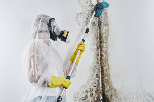 Asbestos and Lead Testing During Mold Inspection in Knightsen, CA