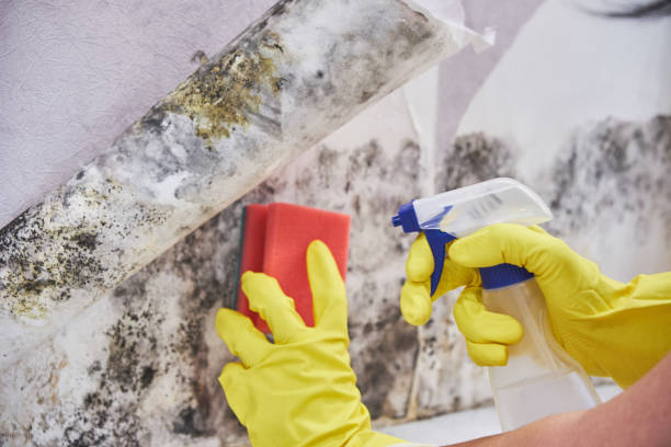 Knightsen, CA Mold Removal & Remediation Company